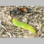 Ammophila sabulosa - Sandwespe 64o Sandwespe-beim-Raupendiebstahl-Sandgrube-Niedringhaussee.jpg